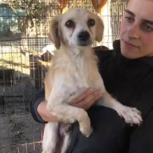 ULRICH - reserviert TST Rösrath vermittelt