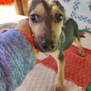 CURLIE - reserviert TH Lingen vermittelt