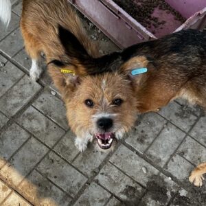 FILIPPO - vermittelt MD