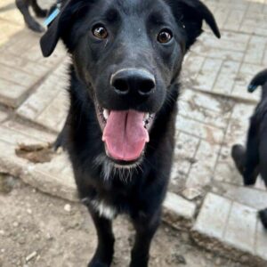 NIKI - viel zu dünn - auf PDR PS im PLZ Bezirk 53 - vermittelt