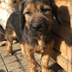 RÖSCHEN - reserviert Alexandra vermittelt