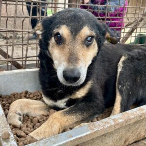 BERNY - ausgereist zum TH Iserlohn