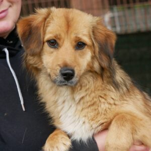 BALINDA - auf PDR PS in PLZ 73 - vermittelt