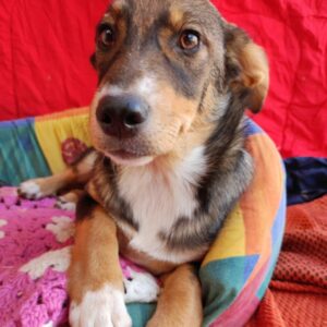 MANI - reserviert TH Koblenz - vermittelt