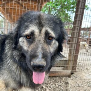 BERKLEY (♂) – vermisst 11/24