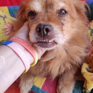 MOSES - reserviert NZ vermittelt