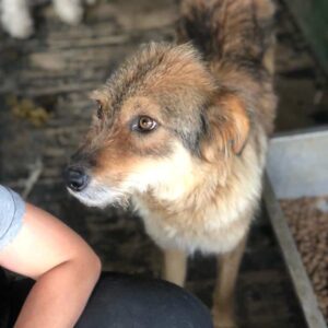 LIBRA - Notfall - extrem dünn - reserviert für Tierhilfe Lebenswert vermittelt