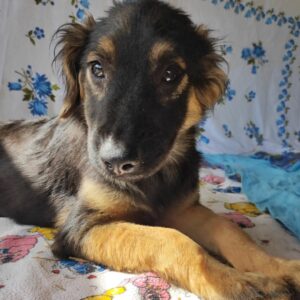 KNÖPFCHEN - reserviert LS vermittelt