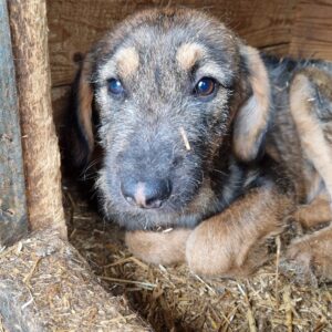 NASEWEIS - reserviert NadineH - vermittelt