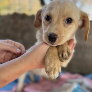 ALIN - reserviert TINO - vermittelt