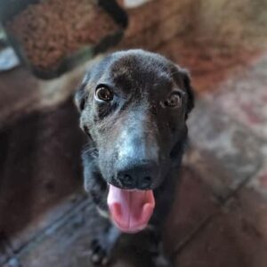 BIJARA - vermisst 01/25