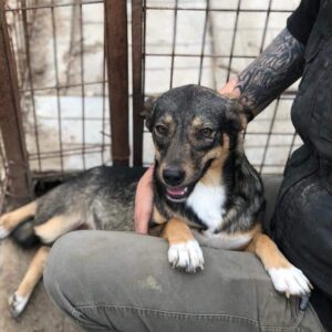 PEPSIE - reserviert LS vermittelt