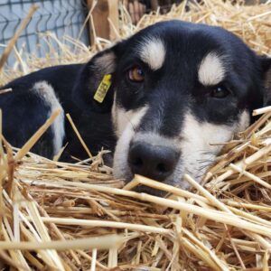 MELISANDE - auf Pflegestelle in PLZ 17 *vermittelt*