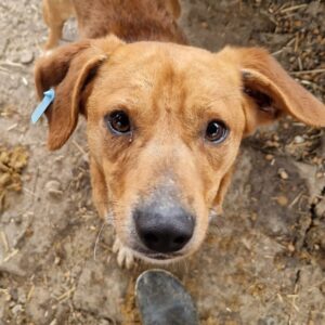 JACOB - ausgereist zum TST Rösrath