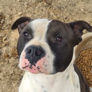 ASKAN - Staff - Vermittlung nur nach Österreich möglich (DNA Test folgt / AM)