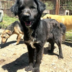 MAGGIE (♀) - ausgereist zu KM