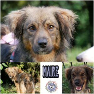 Maire in 23611 Bad Schwartau - vermittelt