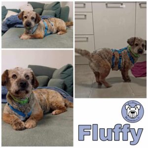 Fluffy in 66740 Saarlouis *vermittelt*