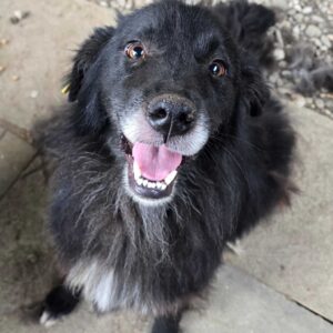 CARMINA (♀) - ausgereist zu PVA e.V.