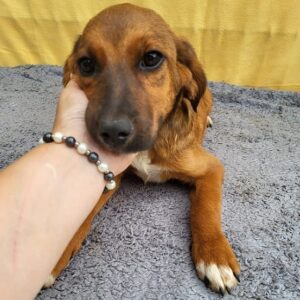 TEAGAN - vermittelt LS