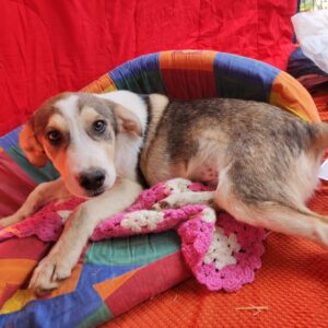 DOLITTLE - reserviert CD vermittelt