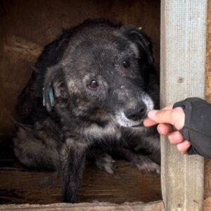 JUDY (♀) - müde Omi / Unrundes Gangbild