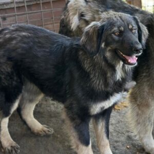 SARAH (♀) - bereits unsicher