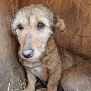 SOLE - überforderte Omi - reserviert Tierhilfe Lebenswert DR - vermittelt