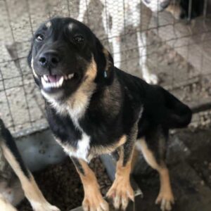 ELISSA - reserviert LS - vermittelt