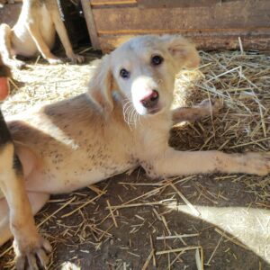 MOLLIE (*Hope) - med. Notfall - auf Pflegestelle in PLZ 3 vermittelt