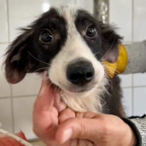 BERTHY - Hautprobleme, wird schüchtern - ausgereist zur Tierhilfe Lebenswert