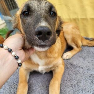 ABELINA - vermittelt Betty