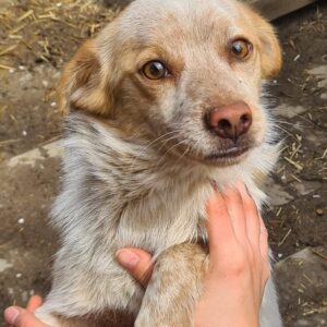 TULANI - reserviert MD - vermittelt