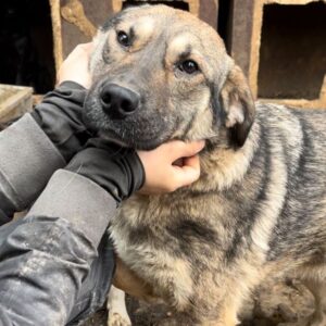 NITA (♀) - vor Ort vermittelt 07/24