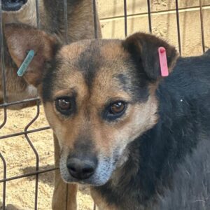 PRINZ (♂) - seit 2020 im Shelter