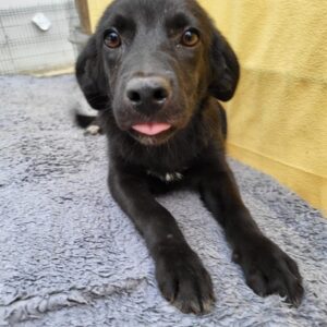 SCHNITTE - vermittelt MD