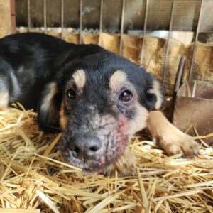 TOBBS - auf Pflegestelle in PLZ 7 *vermittelt*