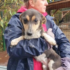 SAMAY (♂) - ausgereist zum TST