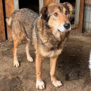 DEVIS (♂) - ausgereist zur Tierhilfe Lebenswert