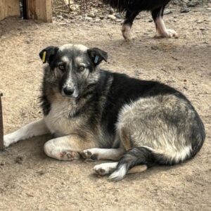 PELE (♂) - vermisst 11/24