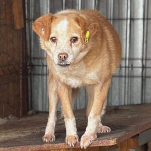 BELA (♀) - vermittelt NH