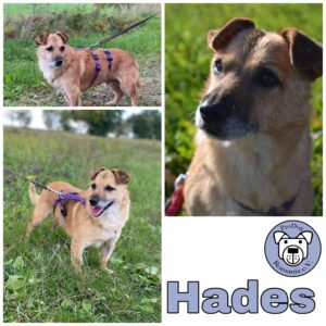 Hades in 18311 Ribnitz-Damgarten *vermittelt*