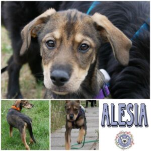 ALESIA in 21493 Möhnsen *vermittelt*