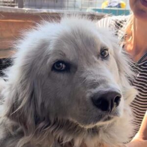 CAMINO (♂) - reserviert Tierhilfe Lebenswert DR - vermittelt 08.11.24