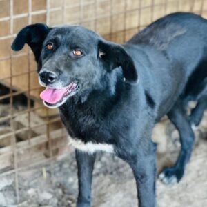 NESSAJA (♀) - NOTFALL - humpelt stark - seit mind. 2022 im Shelter