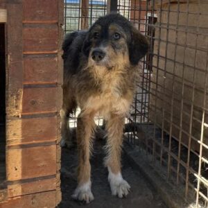 CALEB (♂) - Hautprobleme an den Ohren (10/24)