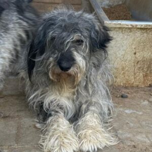 YAKU (♂) - stark verfilzt