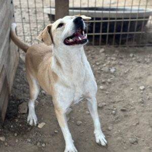 FRANCISCO (♂) - ausgereist zum TH Lingen