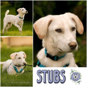 STUBS in 95466 Weidenberg - vermittelt