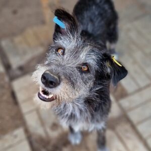 AFRICA (♀) - auf PDR PS im PLZ Bezirk 15 - vermittelt